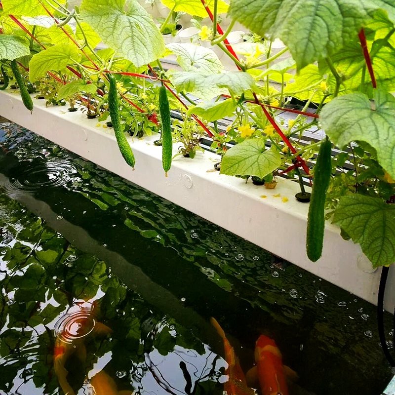 安康市鱼菜共生鱼菜共生 - 厂家